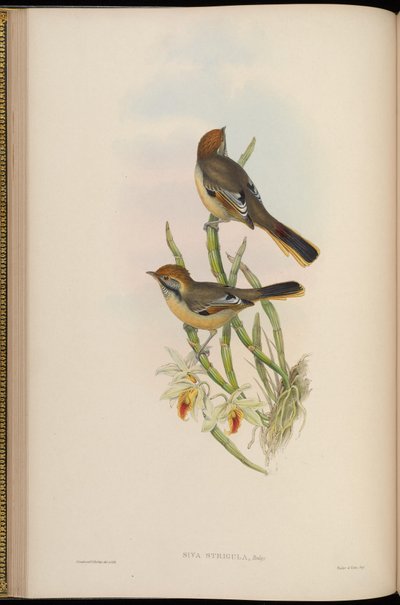 Siva strigula = Minla strigula by John Gould